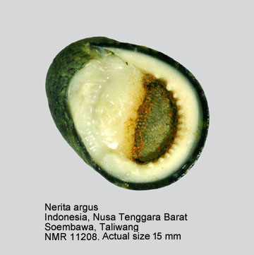 Nerita argus (3).jpg - Nerita argus Récluz,1841